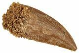 Serrated, Raptor Tooth - Real Dinosaur Tooth #275058-1
